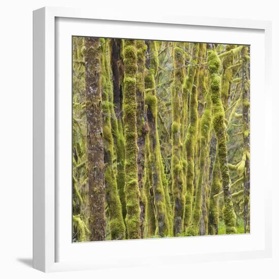 Washington State, Central Cascades, Moss covered Red Alder forest-Jamie & Judy Wild-Framed Photographic Print