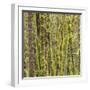 Washington State, Central Cascades, Moss covered Red Alder forest-Jamie & Judy Wild-Framed Photographic Print