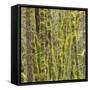 Washington State, Central Cascades, Moss covered Red Alder forest-Jamie & Judy Wild-Framed Stretched Canvas