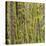Washington State, Central Cascades, Moss covered Red Alder forest-Jamie & Judy Wild-Stretched Canvas