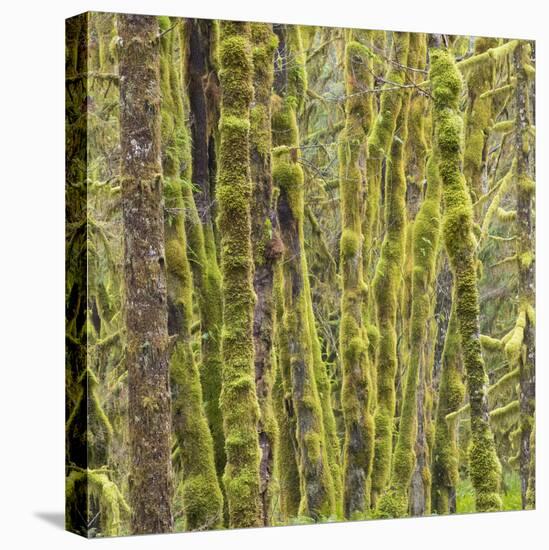 Washington State, Central Cascades, Moss covered Red Alder forest-Jamie & Judy Wild-Stretched Canvas