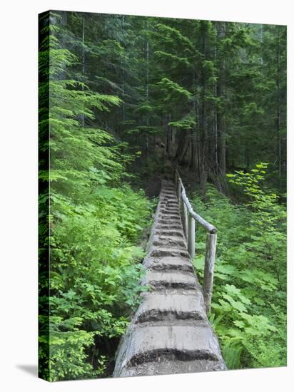 Washington State, Central Cascades, Old Fir tree bridge, on trail to Annette Lake-Jamie & Judy Wild-Stretched Canvas