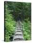 Washington State, Central Cascades, Old Fir tree bridge, on trail to Annette Lake-Jamie & Judy Wild-Stretched Canvas