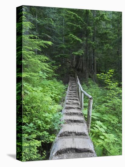 Washington State, Central Cascades, Old Fir tree bridge, on trail to Annette Lake-Jamie & Judy Wild-Stretched Canvas