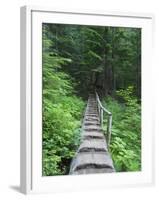 Washington State, Central Cascades, Old Fir tree bridge, on trail to Annette Lake-Jamie & Judy Wild-Framed Photographic Print