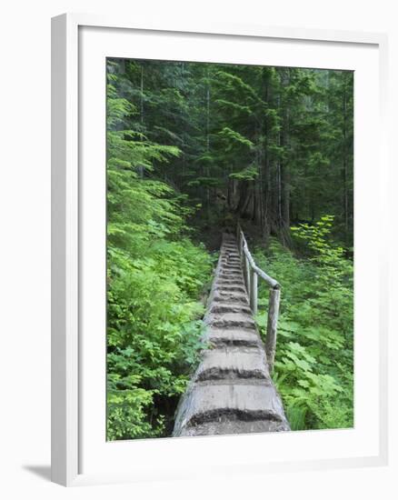 Washington State, Central Cascades, Old Fir tree bridge, on trail to Annette Lake-Jamie & Judy Wild-Framed Photographic Print