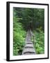 Washington State, Central Cascades, Old Fir tree bridge, on trail to Annette Lake-Jamie & Judy Wild-Framed Photographic Print