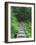 Washington State, Central Cascades, Old Fir tree bridge, on trail to Annette Lake-Jamie & Judy Wild-Framed Photographic Print