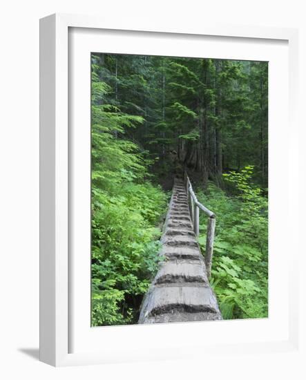 Washington State, Central Cascades, Old Fir tree bridge, on trail to Annette Lake-Jamie & Judy Wild-Framed Photographic Print