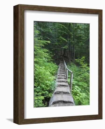 Washington State, Central Cascades, Old Fir tree bridge, on trail to Annette Lake-Jamie & Judy Wild-Framed Photographic Print