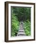 Washington State, Central Cascades, Old Fir tree bridge, on trail to Annette Lake-Jamie & Judy Wild-Framed Photographic Print