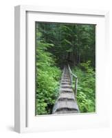 Washington State, Central Cascades, Old Fir tree bridge, on trail to Annette Lake-Jamie & Judy Wild-Framed Photographic Print