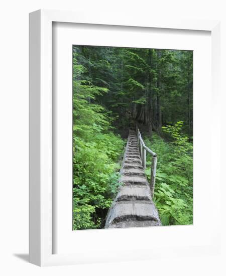 Washington State, Central Cascades, Old Fir tree bridge, on trail to Annette Lake-Jamie & Judy Wild-Framed Photographic Print