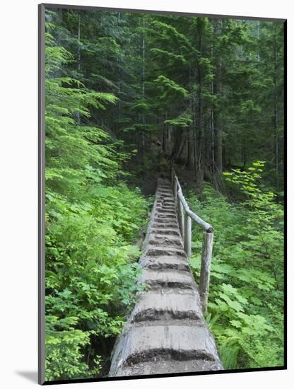 Washington State, Central Cascades, Old Fir tree bridge, on trail to Annette Lake-Jamie & Judy Wild-Mounted Photographic Print