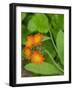 Washington State, Central Cascades, Orange Hawkweed (Hieracium aurantiacum)-Jamie & Judy Wild-Framed Photographic Print