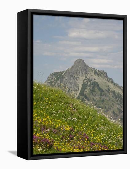 Washington State, Central Cascades, Rampart Ridge, Alta Mountain and wildflowers-Jamie & Judy Wild-Framed Stretched Canvas