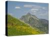 Washington State, Central Cascades, Rampart Ridge, Alta Mountain and wildflowers-Jamie & Judy Wild-Stretched Canvas