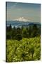 Washington State, Columbia River Gorge. Vineyard with Mt. Hood in the Background-Richard Duval-Stretched Canvas