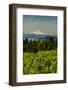 Washington State, Columbia River Gorge. Vineyard with Mt. Hood in the Background-Richard Duval-Framed Photographic Print