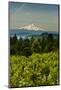 Washington State, Columbia River Gorge. Vineyard with Mt. Hood in the Background-Richard Duval-Mounted Photographic Print