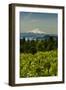 Washington State, Columbia River Gorge. Vineyard with Mt. Hood in the Background-Richard Duval-Framed Photographic Print