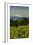 Washington State, Columbia River Gorge. Vineyard with Mt. Hood in the Background-Richard Duval-Framed Photographic Print