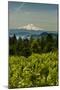 Washington State, Columbia River Gorge. Vineyard with Mt. Hood in the Background-Richard Duval-Mounted Photographic Print