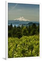 Washington State, Columbia River Gorge. Vineyard with Mt. Hood in the Background-Richard Duval-Framed Photographic Print