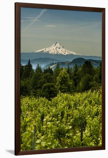 Washington State, Columbia River Gorge. Vineyard with Mt. Hood in the Background-Richard Duval-Framed Photographic Print