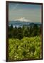 Washington State, Columbia River Gorge. Vineyard with Mt. Hood in the Background-Richard Duval-Framed Photographic Print