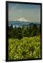 Washington State, Columbia River Gorge. Vineyard with Mt. Hood in the Background-Richard Duval-Framed Photographic Print