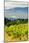 Washington State, Columbia River Gorge. Vineyard with View of Mt. Hood-Richard Duval-Mounted Photographic Print