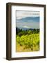 Washington State, Columbia River Gorge. Vineyard with View of Mt. Hood-Richard Duval-Framed Photographic Print