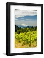 Washington State, Columbia River Gorge. Vineyard with View of Mt. Hood-Richard Duval-Framed Photographic Print