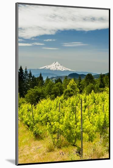 Washington State, Columbia River Gorge. Vineyard with View of Mt. Hood-Richard Duval-Mounted Photographic Print