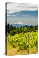 Washington State, Columbia River Gorge. Vineyard with View of Mt. Hood-Richard Duval-Stretched Canvas