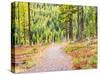 Washington State, Colville County. Trail in the Tamarack forest along highway 20 in Sherman Pass.-Julie Eggers-Stretched Canvas