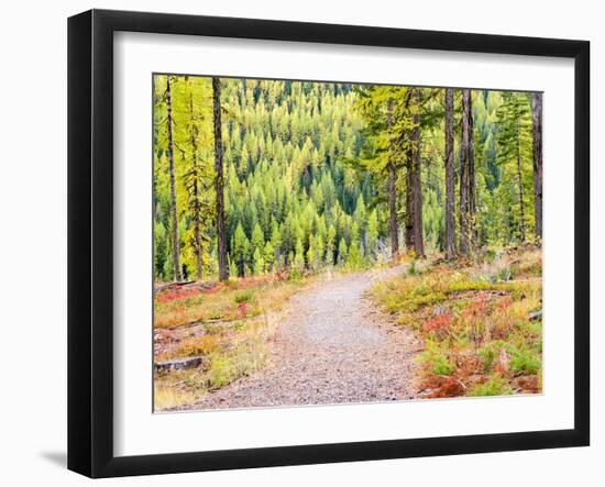 Washington State, Colville County. Trail in the Tamarack forest along highway 20 in Sherman Pass.-Julie Eggers-Framed Photographic Print