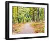 Washington State, Colville County. Trail in the Tamarack forest along highway 20 in Sherman Pass.-Julie Eggers-Framed Photographic Print