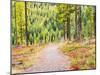 Washington State, Colville County. Trail in the Tamarack forest along highway 20 in Sherman Pass.-Julie Eggers-Mounted Photographic Print