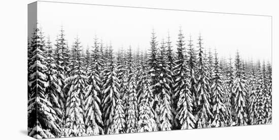 Washington State, Crystal Mountain Area. Winter Snow-Savanah Stewart-Stretched Canvas