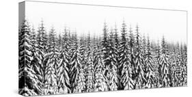 Washington State, Crystal Mountain Area. Winter Snow-Savanah Stewart-Stretched Canvas