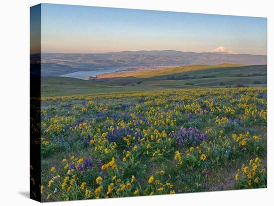 Washington State. Fields of arrowleaf balsamroot and Lupine on the hills above the Columbia River.-Julie Eggers-Stretched Canvas