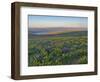 Washington State. Fields of arrowleaf balsamroot and Lupine on the hills above the Columbia River.-Julie Eggers-Framed Photographic Print