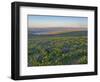 Washington State. Fields of arrowleaf balsamroot and Lupine on the hills above the Columbia River.-Julie Eggers-Framed Photographic Print