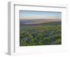 Washington State. Fields of arrowleaf balsamroot and Lupine on the hills above the Columbia River.-Julie Eggers-Framed Photographic Print