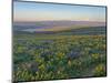 Washington State. Fields of arrowleaf balsamroot and Lupine on the hills above the Columbia River.-Julie Eggers-Mounted Photographic Print