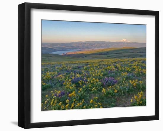 Washington State. Fields of arrowleaf balsamroot and Lupine on the hills above the Columbia River.-Julie Eggers-Framed Photographic Print