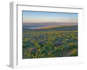 Washington State. Fields of arrowleaf balsamroot and Lupine on the hills above the Columbia River.-Julie Eggers-Framed Photographic Print