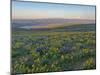 Washington State. Fields of arrowleaf balsamroot and Lupine on the hills above the Columbia River.-Julie Eggers-Mounted Photographic Print